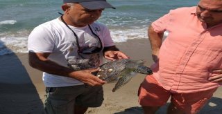 Kuşadası Sahiline İki Deniz Kaplumbağası Vurdu