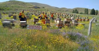 Bayburtlu Arıcıların “Ballı” Mesaisi