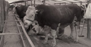 Kurban Pazarının Kralları Rekor Fiyattan Alıcı Buluyor