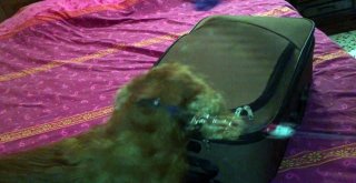 Adanada Valiz İçerisinde 17 Kilo 650 Gram Sentetik Esrar Bulundu