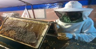 Bayburtlu Arıcıların “Ballı” Mesaisi