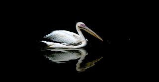 Kurban Bayramında Hayvanat Bahçesine Yoğun İlgi