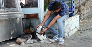 Minibüs Sürücüsü Köpeğin Üzerine Aracını Sürdü