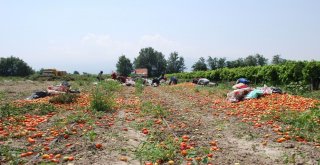 Salçalık Domatesin Ekimi Yüzde 50 Düştü