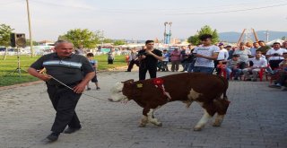Podyuma Bu Defa Buzağılar Çıktı