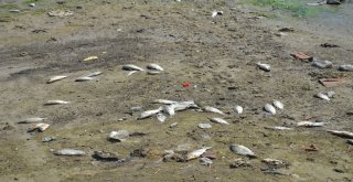 Denizlide Baraj Göletinde Toplu Balık Ölümleri