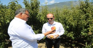 Mezitlide Şeftali Seferberliği Başladı