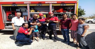 Boruya Sıkışan 4 Kaplumbağayı İtfaiye Kurtardı
