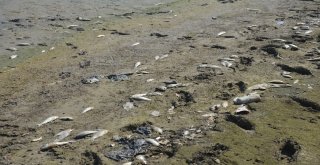 Denizlide Baraj Göletinde Toplu Balık Ölümleri