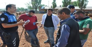 Kars Hayvan Pazarında Kurban Bayramı Hareketliliği