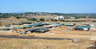 Aliağada Kurbanlıklar Alıcılarını Bekliyor