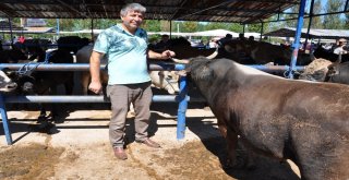 Kurban Pazarı Hareketlendi