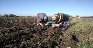 Arpacık Soğan Toprağa Ekildi