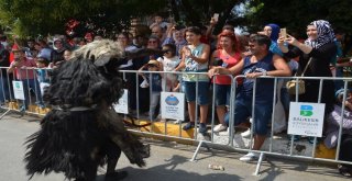 Keçi Derisi Giyip, Dana Kılından Bıyık Takıyorlar