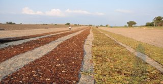 Çiftçinin Tüfekli Üzüm Nöbeti