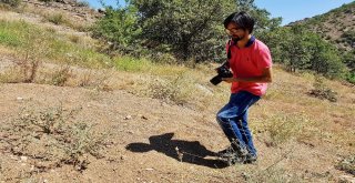 Gümüşhane Kelebeklerine Yeni Bir Tür Daha Eklendi