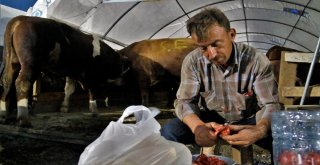 (Özel) Besicilerin 24 Saat Kurban Nöbeti