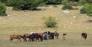 Yılkı Atları Geçen Yıl Gelen 25 Bin Turist Sayısını, Yılın Bu Ayında İkiye Katladı