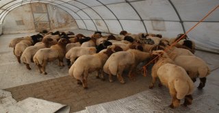 Suriyede Kesilen 5 Bin 357 Hisse Kurban İhtiyaç Sahiplerine Dağıtılıyor