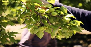 Kayısı Ağaçlarında Hastalıklara Karşı Önlem Uyarısı