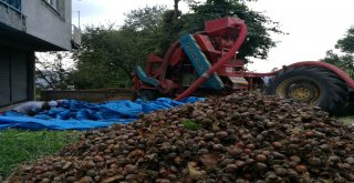 Fındık Patozcuları Sezondan Memnun Değil