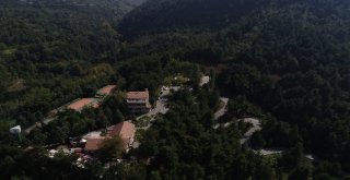(Özel Haber) Uludağda Aç Kalan Sakat Ayı Ve Yavruları Şehre İndi