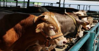 Manisa Hayvan Pazarında Padoklar Boş Kaldı