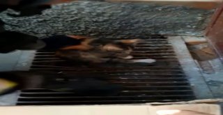 Mazgalda Mahsur Kalan Yavru Kedileri İtfaiye Kurtardı