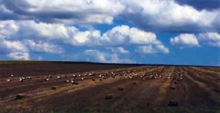 (Özel) Leylekler Buğday Tarlalarına Akın Etti