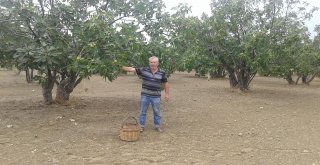 İncir Üreticisini Yaz Yağmurları Vurdu