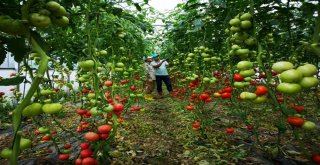 Büyükşehirin Desteklediği Seracılıkta Verim Artıyor