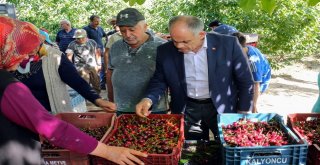 Yahyalıdaki Kiraz Üreticileri İhracatçıları Bekliyor