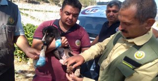 Alevlerin İçinde Kalan Köpeği Ormancılar Kurtardı