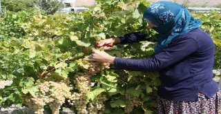 Üzümde Bereket Yılı, Türkiyenin Yarısı Elazığdan Ürün Alıyor