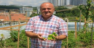 Küçükçekmeceliler Pazara Gitmiyor, Bahçeye İniyor