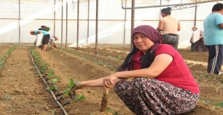 Dolara Tepki Olarak Fide Ekimini 1 Ay Öne Aldılar
