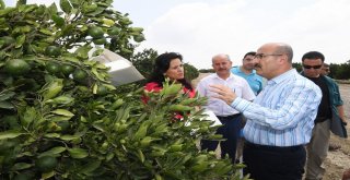 Vali Demirtaş: Akdeniz Meyve Sineğine Karşı Tüm Tedbirleri Aldık