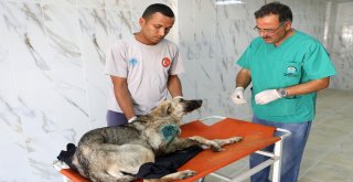 Mersinde Ayağından Vurulan Köpeğe Büyükşehir Ekipleri Müdahale Etti