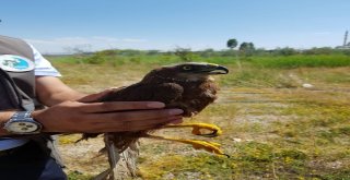 Tedavileri Tamamlanan Kızıl Şahin Ve Kulaklı Orman Baykuş Yaşam Alanlarına Bırakıldı