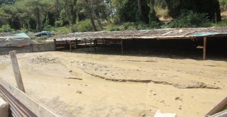 Patlayan İçme Suyu Hattı Koyunların Bulunduğu Ağılı Sular Altında Bıraktı