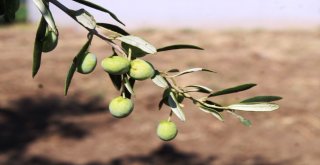 Ayvalıkta 14. Zeytin Hasat Günleri İçin Geri Sayım Başladı