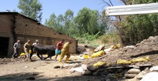 Kurbanlıklar Veteriner Kontrolüyle Batıya Sevk Ediliyor