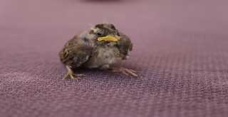 Varto İtfaiyesi Kuş Yavrusu İçin Seferber Oldu