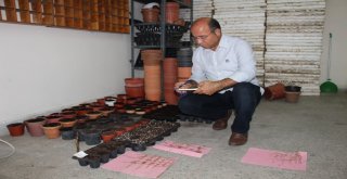 Hollandalılar Laleden Sonra Bu Bitkinin Peşinde