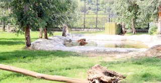 Hayvan Parkındaki Hayvanlara Sıcak Ayarı