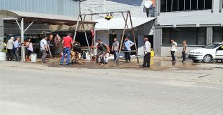 Kurbanlık Tosunun İnadı, Kasabı Çileden Çıkarttı