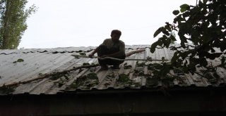 Uluderede Ceviz Hasadı Başladı