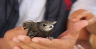 Yerde Nadir Görülen Kuşlardan Biri Olan Ebabil Kuşu Erzurumda Bulundu