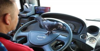 Bu Halk Otobüsünün Muavini Güvercin