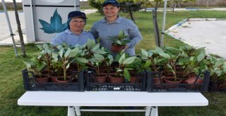 Mezarlığa Gelenler Çiçekle Karşılandı